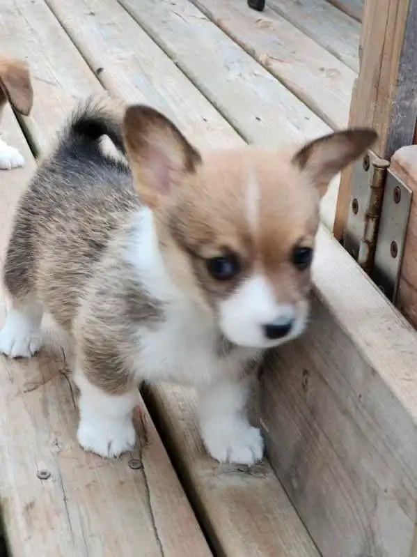 Chiots Corgi in Dogs & Puppies for Rehoming in West Island - Image 7