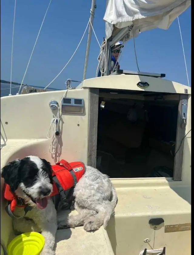 DS 20 Sailboat in Sailboats in Barrie - Image 4