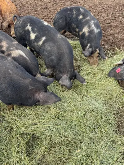 Berkshire Pigs for Sale, View more