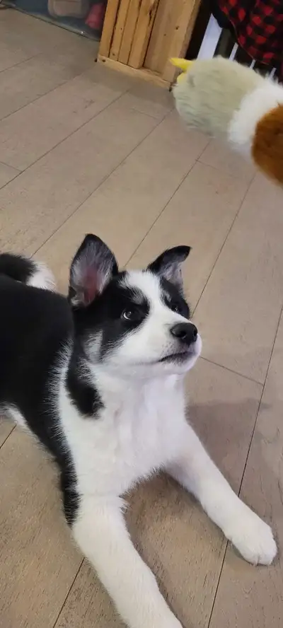 Siberian husky/samoyed mix puppies, View more