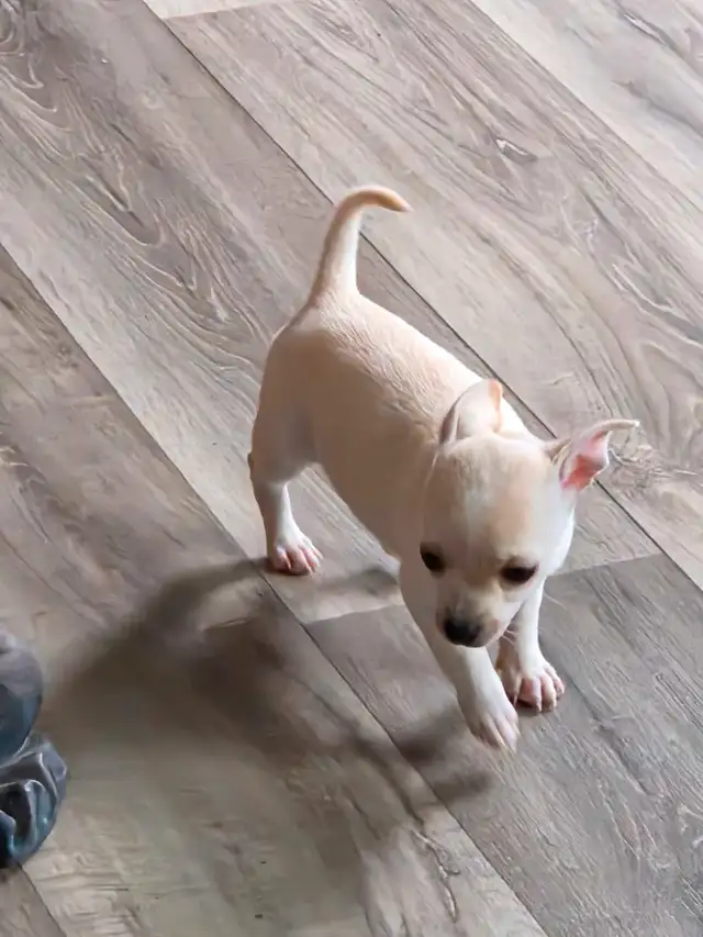 Chihuahua puppies ready now in Dogs & Puppies for Rehoming in Edmonton - Image 11