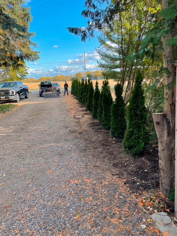 Ontario grown trees in Plants, Fertilizer & Soil in Leamington - Image 3