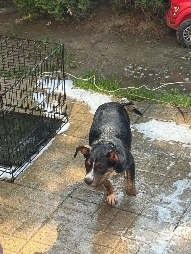 4 MONTH OLD PRESSA CANARIO PUPPY  in Dogs & Puppies for Rehoming in Mississauga / Peel Region - Image 4