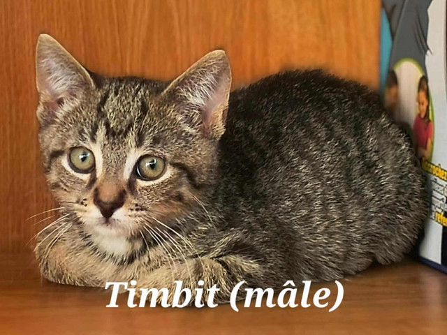 Chatons à ladoption dans Chats et chatons à adopter  à Lanaudière - Image 2