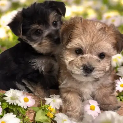 Adorable Tiny Toy Morkie Puppies Ready Today For Pickup, View more