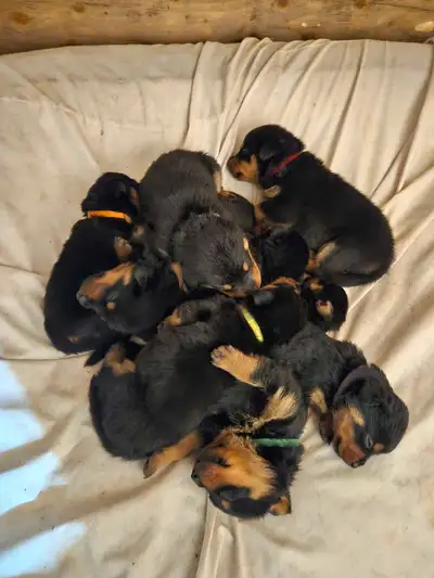 CHIC Rottweilers puppies, View more
