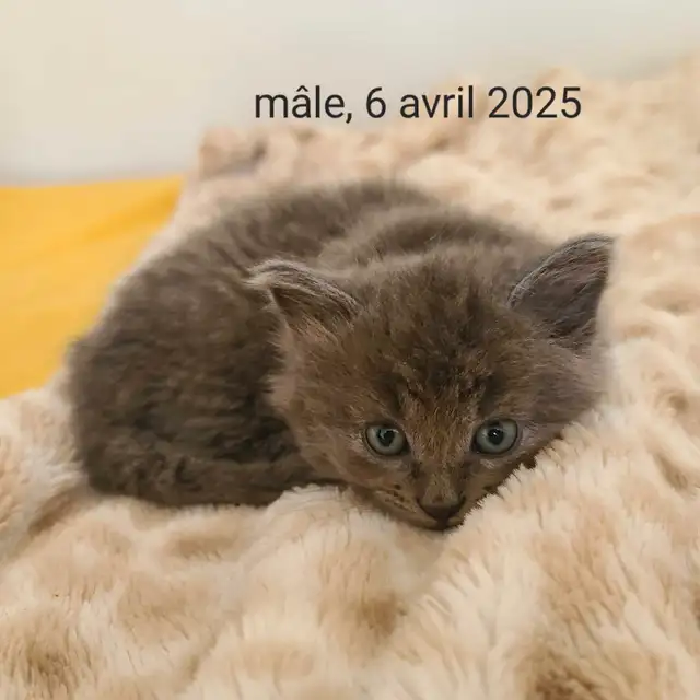chaton a vendre in Cats & Kittens for Rehoming in Longueuil / South Shore - Image 2