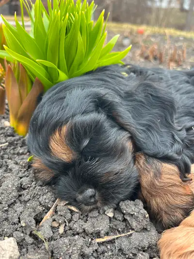 I have two puppies for sale who are ready to go to their forever homes. One male and one female. The...