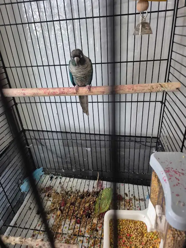 2 congress parrot | Birds for Rehoming | Moncton | Free local ...