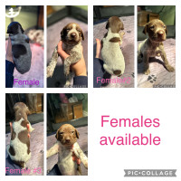 German shorthair pointer puppies