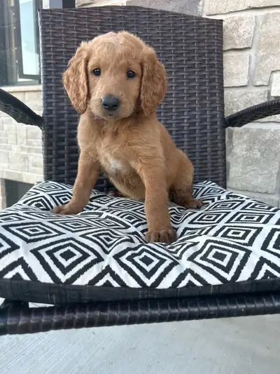 beautiful goldendoodle puppies , View more