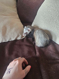 3yr old Male ferret and two story ferret nation cage