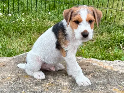 Jack Russell puppies, View more