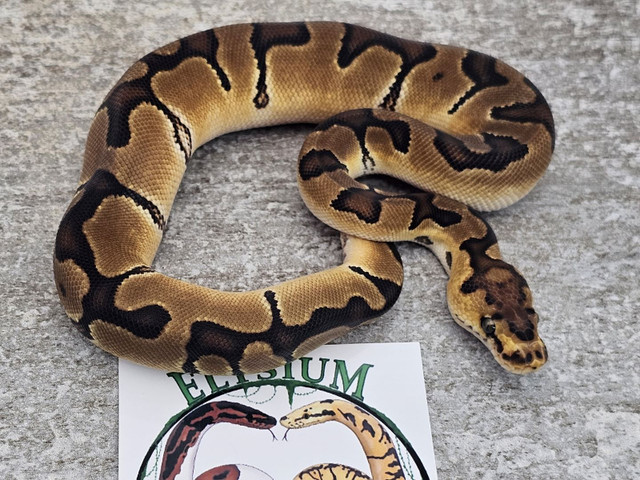 2023 Male Enchi Clown Ball Python in Reptiles & Amphibians for Rehoming in Markham / York Region