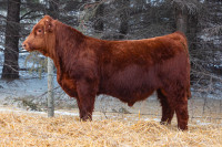 Yearling Simmental Bull For Sale