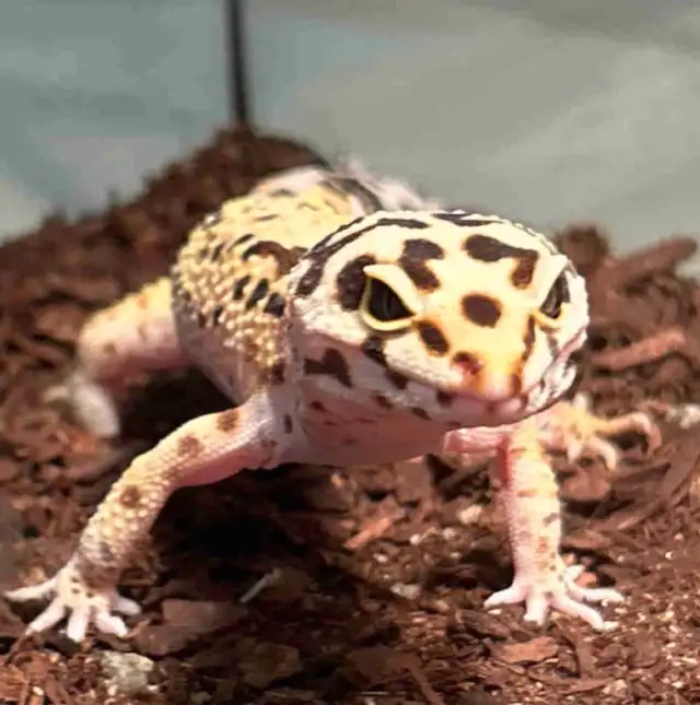 Leopard Gecko’s  in Other in City of Toronto - Image 4