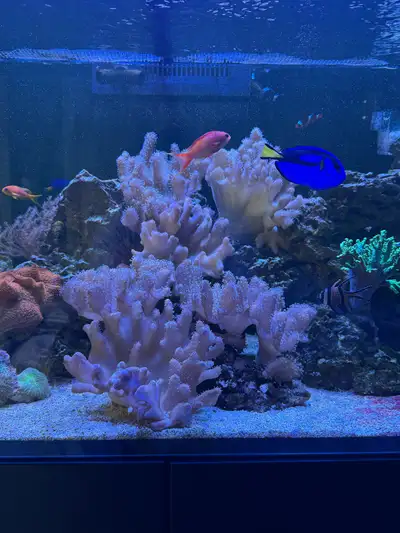 Wide range of frag sizes Large:$60 Medium: $45 Small: 30 Willing to trade for other frags Price can...