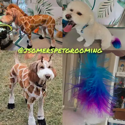 1 on 1 Dog grooming - Falconridge NE, View more