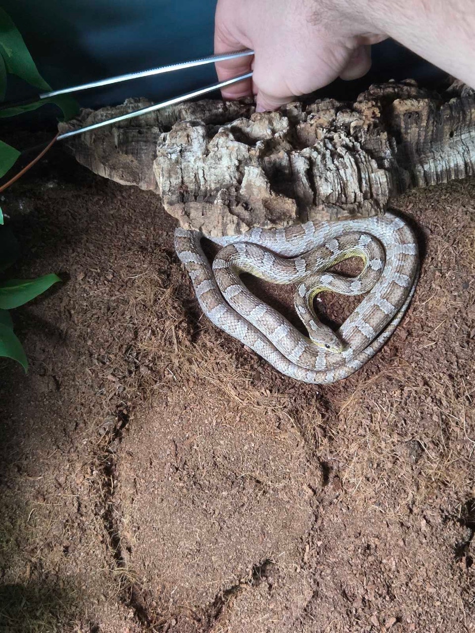 Corn snake | Reptiles & Amphibians for Rehoming | Hamilton | Free local ...