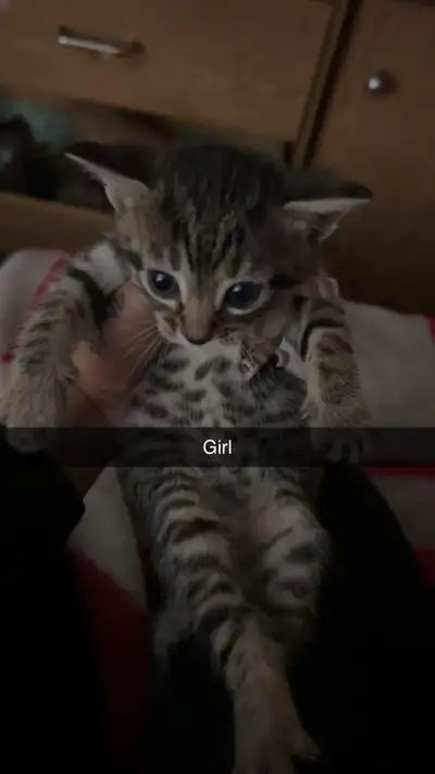 kittens for sale , View more