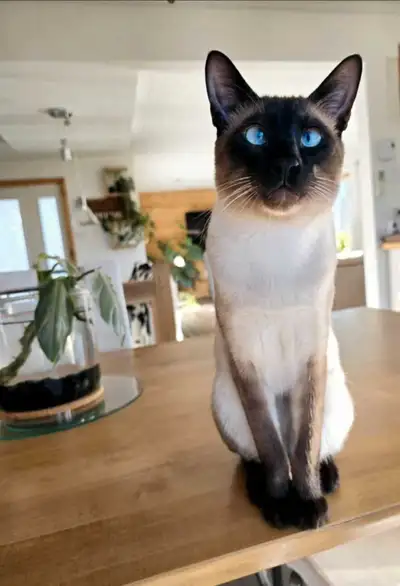 Il me fait plaisir de vous présenter nos chatons siamois !! Très belle qualité! Notre belle Blue à m...