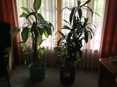 PLANTES DRACAENA ET DIEFFENBACHIA - POTS, CACHE-POTS ET LIVRES, View more