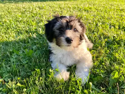 HAVANESE CKC REGISTERED MALE PUPPY, View more