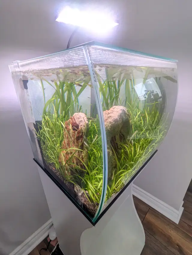 Fluval Flex 15 gallon with stand in Fish for Rehoming in London - Image 4