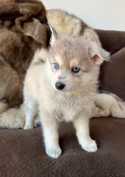Two beautiful Pomsky puppies available a male and female . Parents are on site. Feel free to come to...