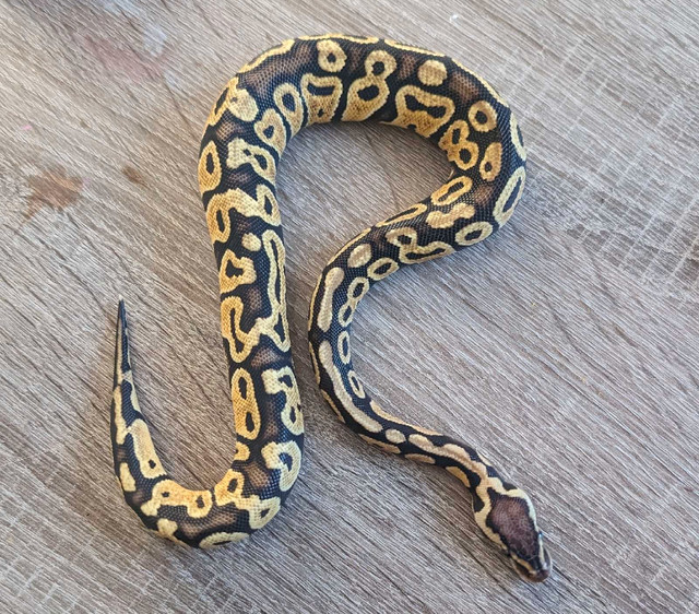 Pastel 50%het clown  in Reptiles & Amphibians for Rehoming in Stratford - Image 2