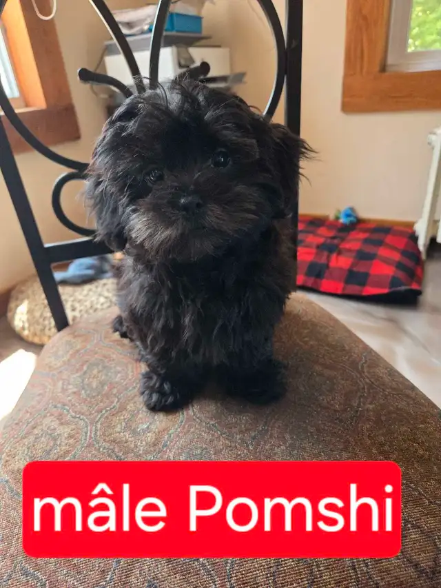 adorables pomshi a vendre in Dogs & Puppies for Rehoming in Gatineau - Image 2