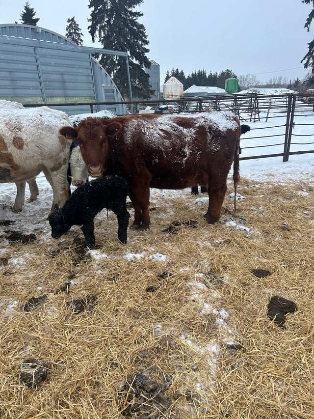 Looking for bred cows heifers or pairs in Livestock in Edmonton