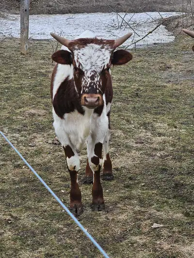 Longhorn & Longhorn X Calves, View more
