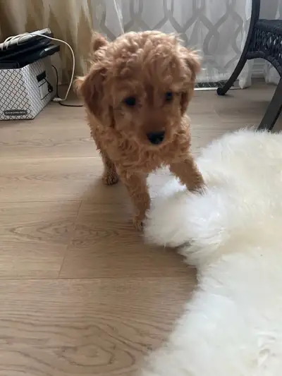 Pure breed miniature poodle puppies: girl and boy, View more