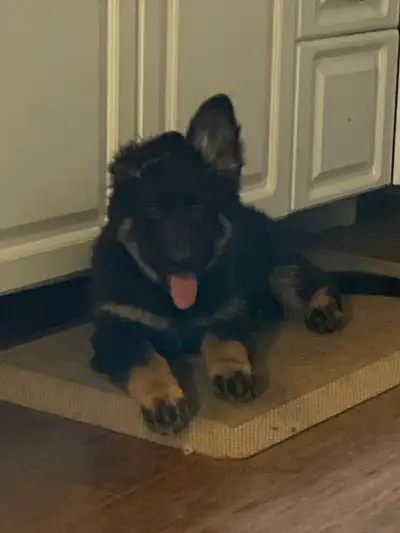 Berger Allemand Chiots/German Shepherd Puppies, View more