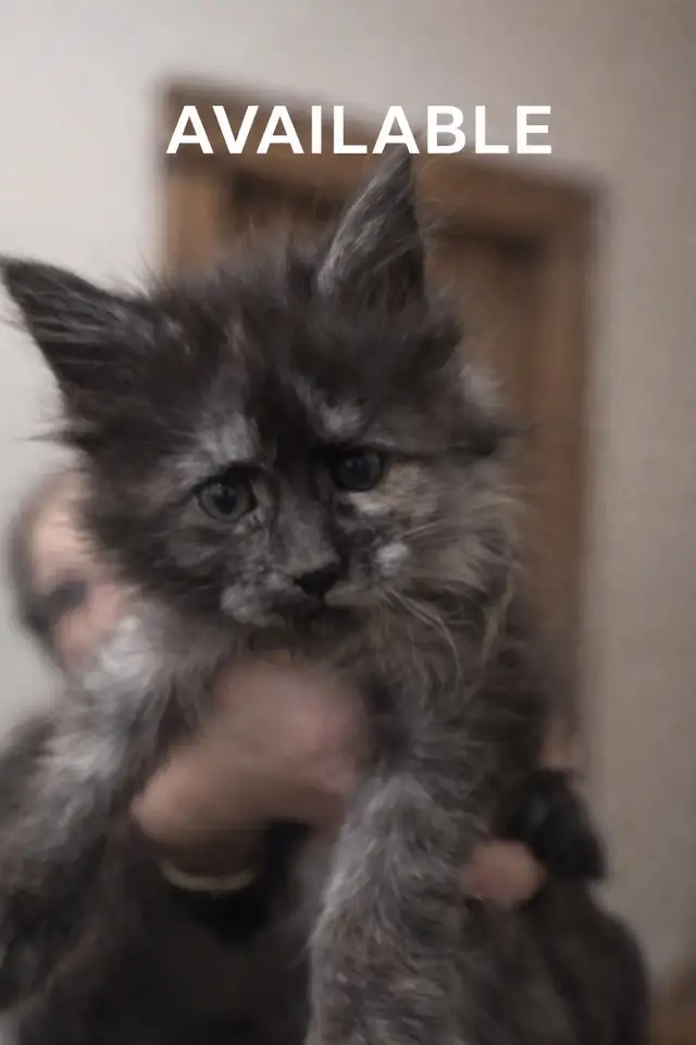 Purebred Maine Coon Kittens Available in Cats & Kittens for Rehoming in Edmonton - Image 4