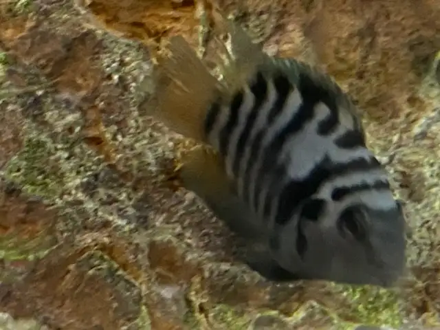 CONVICT CICHLIDS FRY - Pickering  in Fish for Rehoming in City of Toronto - Image 8