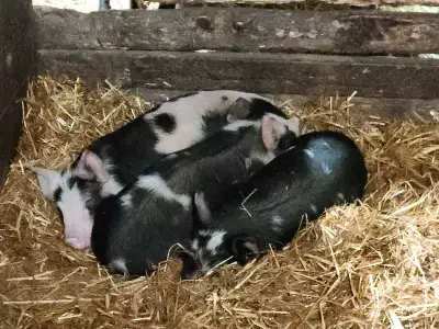 Taking orders for Berkshire Mangalica cross wenier pigs and have berkshire land race wenier ready to...