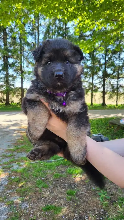 Female German shepherd puppy ready to go in June. She will have her first set of shots. Shepherds ar...