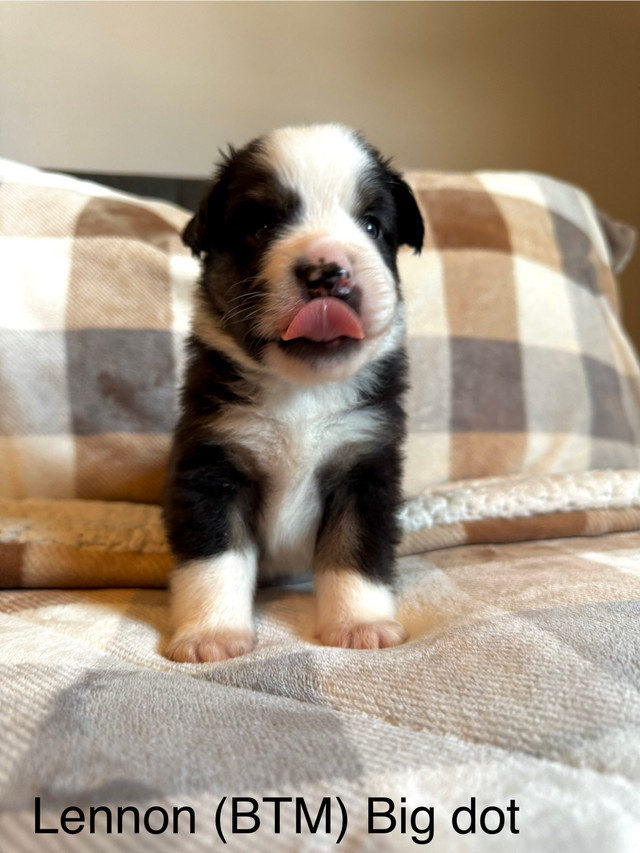 Mini American Shepherd Puppies in Dogs & Puppies for Rehoming in London