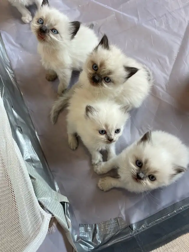 ragdoll kittens in Cats & Kittens for Rehoming in Moncton - Image 5