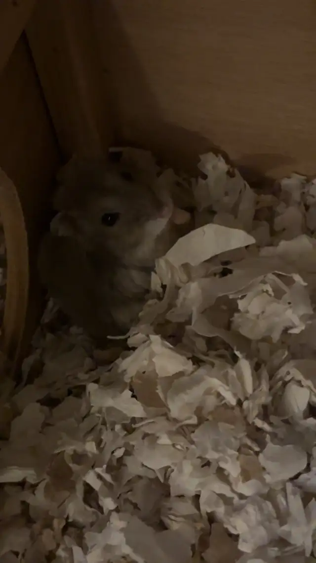 À donner hamster nain in Small Animals for Rehoming in City of Montréal - Image 2