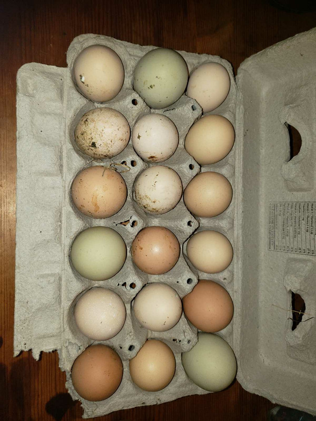 BYM hatching eggs in Livestock in Peterborough