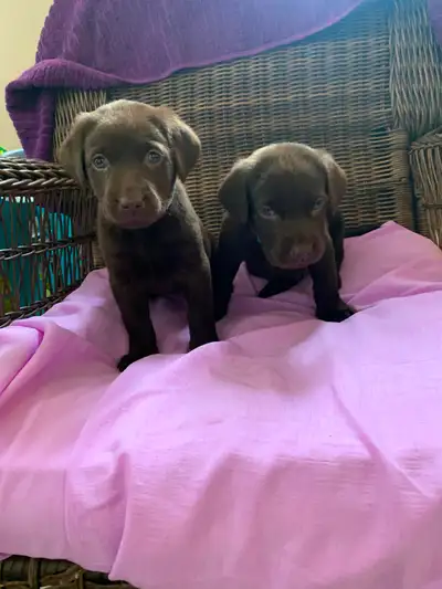 Pure breadChocolate lab puppies for sale, View more