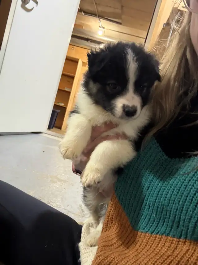 berger australien mâle in Dogs & Puppies for Rehoming in Laurentides - Image 8