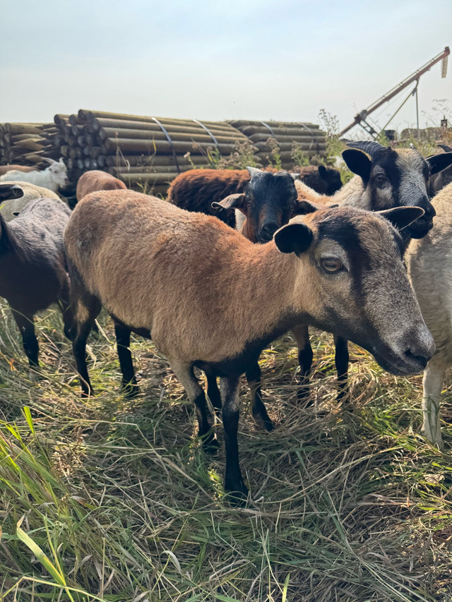 American Blackbelly ewes and ewe lambs in Livestock in Red Deer - Image 2