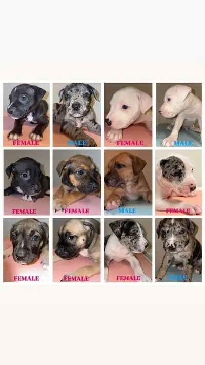 Classic Purebred American Bulldog Puppies READY TO GO!, View more