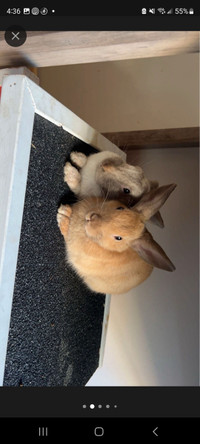 2 female bunny's 