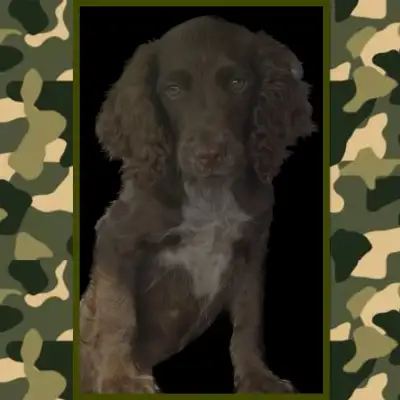Chiot ÉpagneulsCocker Anglais Field Bred English Cocker Spaniels, View more