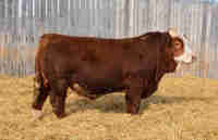 Yearling Simmental and Simm x Angus 